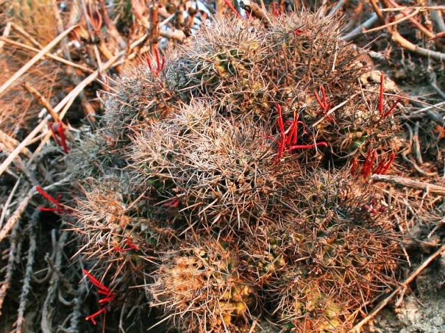 Tristerix_aphyllus